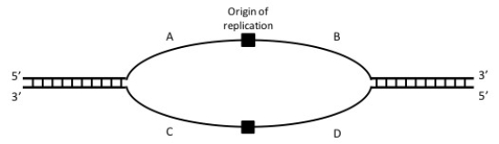   -Where would Okazaki fragments be found in the image above? Note: The black boxes represent RNA primers and the polarities of the template strands are indicated. A)A,B B)C,D C)A,C D)B,D E)A,D