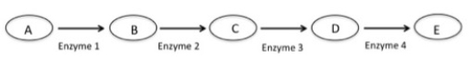 Figure 15.3    Above is a metabolic pathway for the synthesis of an amino acid (E) , without which an organism could not live. Enzymes are represented by numbers, and substrates by letters. Use this figure for the next two questions. -According to the figure above,if enzyme 3 was nonfunctional in an organism,which of the following outcomes would you predict? A) The cell would die because of a lack of the essential amino acid. B) Another enzyme would be able to catalyze the reaction and the pathway would proceed. C) Substrate C would accumulate,and there would be no substrate D formed. D) Lack of enzyme 3 would result in a cessation (halt) of the entire metabolic pathway.