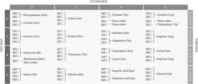 Figure 15.6 Use the figure to answer the following question(s) .    -Refer to Figure 15.5.If the codon CAC was present in the ribosome A site,which amino acid would be added? A) phenylalanine B) methionine C) aspartic acid D) histidine