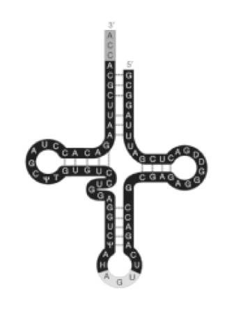 <strong>Figure 16.3 Refer to Figure 16.3.What is the function of the AGU on the loop of the tRNA?</strong> A)It attaches to the amino acid. B)It base pairs with the codon of mRNA. C)It stabilizes the tRNA-amino acid complex. D)It is the active site of this ribozyme.