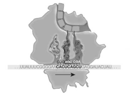 <strong>Figure 16.4 Refer to Figure 16.4.During elongation,which site in the ribosome represents the location where a codon is being read?</strong> A)E site B)P site C)A site D)small subunit