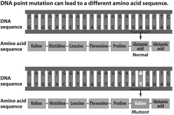 Figure 16.5   -Refer to Figure 16.5.The mutation resulting in sickle cell anemia is an example of a A) point mutation. B) frameshift mutation. C) silent mutation. D) deletion.