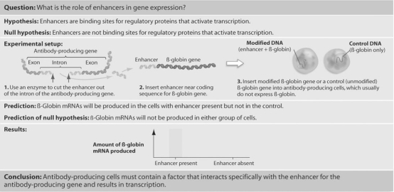 Figure 18.1   -Predict what would occur in the experiment shown in Figure 18.1 if Tonegawa and colleagues had mistakenly inserted the antibody gene enhancer in reverse orientation (backward) into the β-globin gene. A) There would be no β-globin gene expression in the antibody-producing cells. B) There would be minute levels of β-globin gene expression in the antibody-producing cells. C) There would be transcription of the β-globin gene,but on the opposite strand of DNA from the one normally transcribed. D) There would be little difference in the results of this experiment and the one shown in the figure.