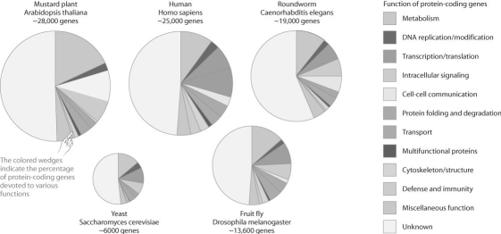 Figure 20.1   -The figure above compares the proportion of genes devoted to various functions in a set of model organisms.Based on this figure,which one of the following statements is FALSE? A) The function of roughly half of eukaryotic genes is unknown. B) Humans have the highest proportion of genes devoted to defense and immunity. C) The mustard plant and yeast have a small fraction of genes devoted to cell communication. D) A relatively small but similar proportion of genes are devoted to transcription and translation in all these organisms. E) Drosophila is unusual in having so few genes devoted to protein folding and degradation.