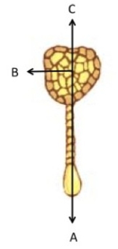 <strong>Figure 23.1 On the figure above,which of the letters represents the apical axis?</strong> A)A B)B C)C