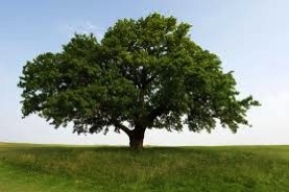 Figure 23.2   -Please refer to the elm tree shown in the figure above.What would be the likely phenotype of an elm that has the same genotype but grows in a forest? A) Both elms have the same genotype and thus would look exactly the same as the one in the figure. B) Because of competition for light,the elm in the forest would likely be taller and would not have as much growth to the sides. C) Because of shading,the elm in the forest would likely be the same height as in the figure above,but would have less growth to the sides. D) Because of competition for resources,the elm in the forest would be shorter and would have more growth to the sides.