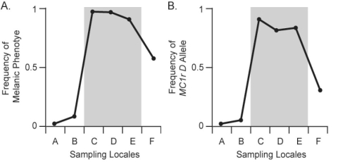    Figure 24.2 The distribution of pocket-mouse coat colors in several Arizona populations is associated with substrate color.Some populations live on light-colored granite substrate,and others live on dark volcanic rock.In Figure 24.2,chart A shows the frequency of the melanic (dark)coat phenotype across six populations.Populations C,D,and E live on dark volcanic rock;populations A,B,and F live on light-colored granite.Chart B shows the frequency of the Melanocortin-1 receptor (Mc1r)allele across these populations.The Mc1r alleles,D and d,differ by four amino acids;mice with DD and Dd genotypes have dark coats,whereas mice with dd genotype are light colored.Which of the following statements best interprets the results shown in charts A and B? A)Frequency of the D allele is closely associated with the melanic phenotype,but is unrelated to the presence of dark substrate color. B)Frequency of the D allele is not associated with the melanic phenotype,but is associated with the presence of dark substrate color. C)Frequency of the D allele is closely associated with both the melanic phenotype and the presence of dark substrate color. D)Frequency of the D allele is associated neither with the melanic phenotype nor with the presence of dark substrate color. E)Frequency of the D allele does not vary.