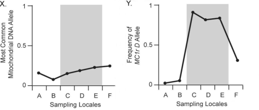    Figure 24.3 In Figure 24.3,chart X above shows the frequency of the most common neutral mitochondrial DNA allele (an allele for a gene that does not affect and is not linked to coat color)across six pocket-mouse populations.Populations C,D,and E live on dark volcanic rock;populations A,B,and F live on light-colored granite.Compare this figure with chart Y above.What should you conclude after comparing these two figures? A)The most common neutral mitochondrial DNA allele is strongly associated with substrate color. B)The most common neutral mitochondrial DNA allele is strongly associated with the frequency of the Mc1r D allele. C)The most common neutral mitochondrial DNA allele varies more among populations than the Mc1r D allele. D)Little to no correlation exists between neutral mitochondrial DNA alleles and habitat color.