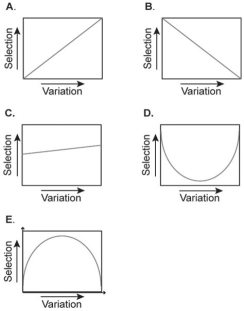 Figure 25.3 Which of the graphs above best represents the relationship between the intensity of directional selection and the genetic variation present within a population?