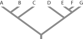 Figure 26.1   -Refer to Figure 26.1.Which of the following forms a monophyletic group? A) A,B,C,D B) C and D C) D,E,and F D) E,F,and G E) all of the above