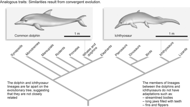 Figure 27.7   -For the streamlined bodies shown in Figure 27.7 above to be homologous instead of homoplasious,which of the following groups would also have to have streamlined bodies? A) lizards and elephants B) pterosaurs,dinosaurs,birds,and lizards C) synapsids,monotremes,marsupials,elephants,primates,and rodents D) all of the above E) either B or C