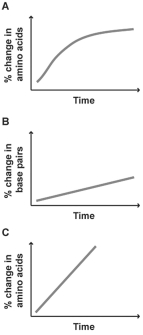 Figure 27.8   -The graphs above show percentage of change in three different molecular sequences plotted against time.Which of these molecular sequences would make a good candidate for a molecular clock? A) Graph A,because the curve levels off over time B) Graph B,because DNA is more important to organisms and,therefore,will give a more accurate picture of divergence C) Graph C,because the change in sequence is the most rapid D) Graph A or C,because changes in amino acid sequence are more likely to be neutral than changes in DNA E) Graph B or C,because they are straight lines