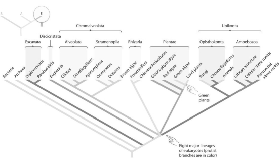 Figure 29.2   -Refer to the figure above and consider the following data: Brown algae (protists) include unicellular and multicellular organisms.Red algae (protists) include unicellular and multicellular organisms.Amoebae (protists) include unicellular and multicellular organisms.Which of the following conclusions is consistent with the data presented? A) Multicellularity is a synapomorphy that defines a eukaryote. B) Multicellularity evolved once;thus,animals are derived from the most recently evolved protists. C) Multicellularity evolved multiple times as eukaryotes diversified. D) Multicellularity is more adaptive than unicellularity. E) None of the above answers apply.