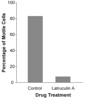 Latrunculin A is a reversible toxin that disrupts the formation of actin fibers.A culture of a particular species of diatom was treated with this toxin diluted in a buffer,while another culture was treated only with the buffer (no toxin;control) .The motility of cells in each culture was assessed by counting the number of cells that were moving during a defined period of time.Which of the following conclusion statements is reasonable based on the data in the bar graph presented below?   A) Formation of actin fibers is not necessary for the movement in this species of diatom. B) The buffer alone largely inhibited movement in this species of diatom. C) In this species of diatom,fully formed actin fibers are necessary for movement.