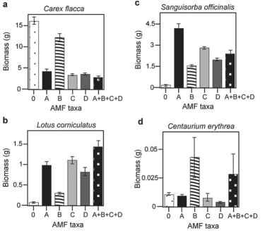 <strong>Canadian and Swiss researchers (van der Heijden et al., 1998)interested in factors affecting biodiversity, grew a variety of grassland plants in combination with one of four arbuscular mycorrhizal (AMF)species, no AMF, or all four AMF species together; and they measured plant growth under each set of conditions. All plant species were grown in each plot, so they always competed with each other with the only difference being which AMF were present. Use the graphs in Figure 31.5 to answer the questions that follow. Note that the x-axis labels indicate the number and identity of AMF species (bar 0 = no fungi; bars A-D = individual AMF species; bar A+B+C+D = all AMF species together). The y-axis indicates the amount (grams)of plant biomass for the species shown in italics above each graph. Graph (e)is the total biomass (grams)of all 11 plant species combined; graph (f)is the biomass of Bromus erectus plants only, separated from the total.   Figure 31.4   Figure 31.5 Why does total biomass (graph e,Figure 31.5)not vary with AMF diversity?</strong> A)Plant growth is unaffected by fungal diversity. B)Most of the plants in this system do not form mycorrhizal associations. C)Bromus is the dominant plant species. D)Lotus corniculatus is a rare species. <div style=padding-top: 35px> 