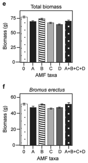 <strong>Canadian and Swiss researchers (van der Heijden et al., 1998)interested in factors affecting biodiversity, grew a variety of grassland plants in combination with one of four arbuscular mycorrhizal (AMF)species, no AMF, or all four AMF species together; and they measured plant growth under each set of conditions. All plant species were grown in each plot, so they always competed with each other with the only difference being which AMF were present. Use the graphs in Figure 31.5 to answer the questions that follow. Note that the x-axis labels indicate the number and identity of AMF species (bar 0 = no fungi; bars A-D = individual AMF species; bar A+B+C+D = all AMF species together). The y-axis indicates the amount (grams)of plant biomass for the species shown in italics above each graph. Graph (e)is the total biomass (grams)of all 11 plant species combined; graph (f)is the biomass of Bromus erectus plants only, separated from the total.   Figure 31.4   Figure 31.5 Why does total biomass (graph e,Figure 31.5)not vary with AMF diversity?</strong> A)Plant growth is unaffected by fungal diversity. B)Most of the plants in this system do not form mycorrhizal associations. C)Bromus is the dominant plant species. D)Lotus corniculatus is a rare species. <div style=padding-top: 35px> 