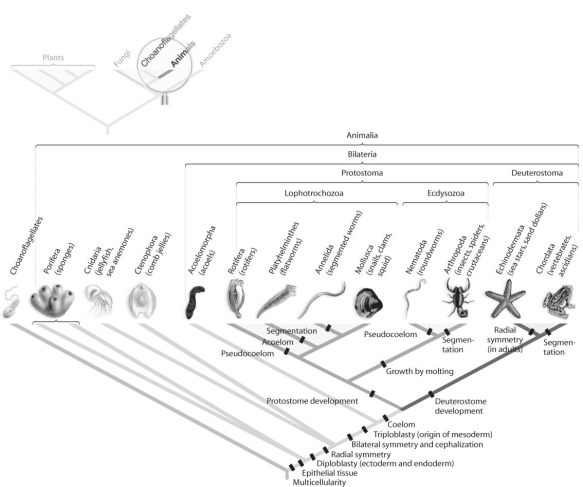 Figure 32.2   -Which morphological trait evolved more than once in animals,according to the phylogeny based on DNA sequence data found in Figure 32.2 above? A) coelom B) bilateral symmetry C) segmentation D) tissue E) protostome development