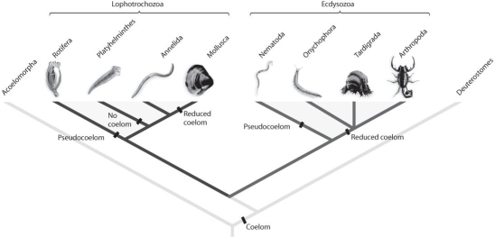Figure 33.1   -Refer to Figure 33.1.Suppose new molecular analyses indicated that the phylum Annelida had diverged from the arthropod lineage after Onychophora and Tardigrada.What would this imply about protostome evolution? A) Segmentation evolved only once within protostomes. B) The annelid lineage gained and then lost the ability to molt. C) The annelid lineage gained and then lost jointed limbs. D) A and B E) A and C