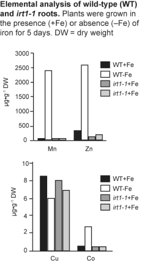 Figure 38.2   -The IRT1 gene is responsible for most of the iron uptake activity in roots (Vert et al.,Plant Cell 14 [2002]:1223-33) .To determine the specificity of the IRT1 transporter in Arabidopsis plants,researchers measured the concentration of manganese,zinc,copper,and cobalt contained in wild-type and irt1-1 mutant plants.What conclusions about IRT1 specificity can you draw from the above data? A) Under iron-deficient conditions,IRT1 is highly specific for Fe. B) Under iron-deficient conditions,IRT1 is important for the transport of iron and copper. C) IRT1 is important for the transport of iron and copper independent of iron concentration. D) Under iron-deficient conditions,IRT1 is necessary for the transport of iron,zinc,manganese,and cobalt. E) IRT1 participates in the transport of iron,zinc,manganese,and cobalt independent of iron concentration.