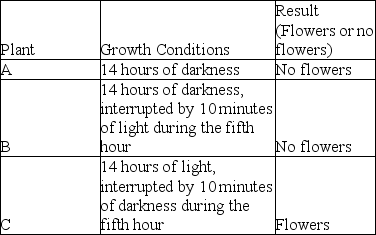 Table 39.1   -Refer to the table above.Why did plant B fail to flower? A) It sensed a nine-hour night. B) It sensed a nine-hour day. C) Flowering was inhibited by the excess of far-red light. D) There was not enough blue-light exposure to trigger flowering.