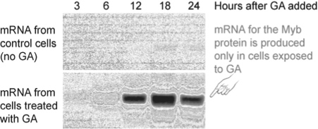 Figure 39.3   -Figure 39.3 is a Northern blot showing the expression of Myb mRNA in cultured aleurone layer cells that were treated with gibberellin versus control cells that were not treated with gibberellin.Only the gibberellin-treated cells expressed the Myb mRNA,but the Myb mRNA was not detectable until 6-12 hours after gibberellin application.Why did it take so long? A) Gibberellin had to bind to a receptor and initiate a signal transduction cascade that,in turn,had to activate a transcription factor that triggered the transcription of the Myb gene. B) Gibberellin had to diffuse into the aleurone layer cells and be metabolized in order to trigger activation of a transcription factor that triggered transcription of the Myb gene. C) Gibberellin had to enter the cells and find the Myb gene among the large plant genome.