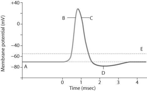 Figure 45.1   -Which letter in Figure 45.1 corresponds to a large efflux of K⁺ ions from the cell? A) A B) B C) C D) D E) E