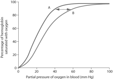 Figure 48.1   -Based on the figure above,showing fetal and adult oxygen-hemoglobin saturation curves,which of the following conclusions is true? A) Curve A represents the adult saturation curve. B) Adult saturation occurs at lower partial pressures of oxygen than fetal saturation does. C) At 50% saturation,fetal blood will have a higher affinity for oxygen than adult blood will. D) As the partial pressure of oxygen increases,adult hemoglobin approaches saturation faster than fetal hemoglobin does. E) Answers C and D are both true.