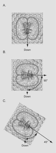Figure 51.4   -In the diagrams shown in the figure above,which dance is indicating that the food is the farthest from the hive? A) dance A B) dance B C) dance C D) All of the above indicate the same distance from the hive.