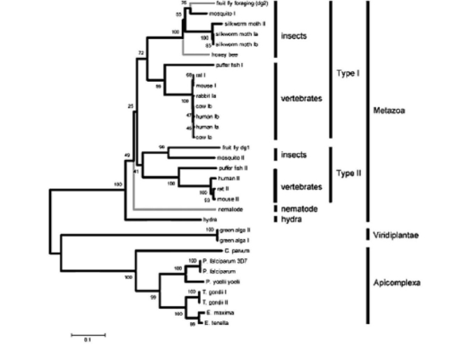 Figure 51.6 Use the following information and the figure below when answering the corresponding question(s) . The following are an abstract and figure from a paper that explores the evolutionary relationship between a protein kinase and behavior (M. Fitzpatrick and M. Sokolowski. 2004. In search of food: Exploring the evolutionary link between cGMP-dependent protein kinase (PKG) and behaviour. Integrative and Comparative Biology 44:28-36) . Abstract: Despite an immense amount of variation in organisms throughout the animal kingdom many of their genes show substantial conservation in DNA sequence and protein function. Here we explore the potential for a conserved evolutionary relationship between genes and their behavioural phenotypes. We investigate the evolutionary history of cGMP-dependent protein kinase (PKG) and its possible conserved function in food-related behaviours. First identified for its role in the foraging behaviour of fruit flies, the PKG encoded by the foraging gene had since been associated with the maturation of behaviour (from nurse to forager) in honey bees and the roaming and dwelling food-related locomotion in nematodes. These parallels encouraged us to construct protein phylogenies using 32 PKG sequences that include 19 species. Our analyses suggest five possible evolutionary histories that can explain the apparent conserved link between PKG and behaviour in fruit flies, honey bees and nematodes. Three of these raise the hypothesis that PKG influences the food-related behaviours of a wide variety of animals including vertebrates. Moreover it appears that the PKG gene was duplicated some time between the evolution of nematodes and a common ancestor of vertebrates and insects whereby current evidence suggest only the for-like PKG might be associated with food-related behaviour.     Neighbour joining trees depicting the evolutionary relationships of 32 PKG kinase domain and C-terminal amino acid sequences spanning 19 species of protozoans and metazoans. Values at the nodes represent the results of 5000 bootstrap replications. Lineages with known behavioral links with PKG are indicated by grey branches. -Using the information above,and knowing that the PKG encoded by the foraging gene has recently been associated with the maturation of out-of-nest behavior in honeybees,what would be a logical explanation for this relationship? A) As animals mature,they require more food;therefore,PKG levels must increase. B) As animals mature,they are more likely to forage;therefore,PKG levels must increase. C) As animals mature,they respond to pheromones from the queen,which increases PKG levels. D) As animals mature,they are able to fly,an activity that is connected to the increase in PKG levels.