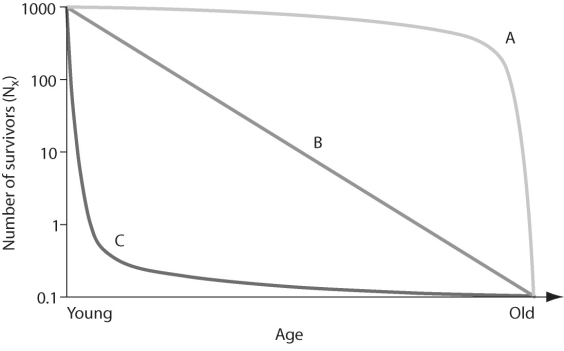 Figure 52.1   -In the figure above,which of the following survivorship curves implies that an animal may lay thousands of eggs,of which only a few will survive to reproduce? A) curve A B) curve B C) curve C D) none of the above