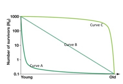 Figure 52.3   -Looking at figure above,the white rhinoceros [more than 1 000 kg (2 200 lb) ] is likely to exhibit which of the following? A) survivorship curve A and a SHORT generation time. B) survivorship curve C and a SHORT generation time. C) survivorship curve A and a LONG generation time. D) survivorship curve B and a LONG generation time. E) survivorship curve C and a LONG generation time.