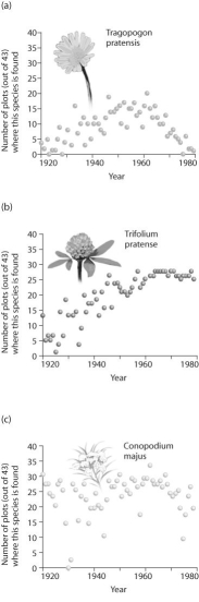 Figure 52.8   -Based on the graphs in the figure above from the Park Grass study,which species declines in population over time? A) Tragopogon pratensis B) Trifolium pratense C) Conopodium majus D) All species populations decline at some point in time.