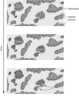 Figure 52.12   -The figure above represents the dynamics of A) metapopulations. B) extinction. C) emigration. D) both metapopulations and extinction. E) both extinction and emigration.