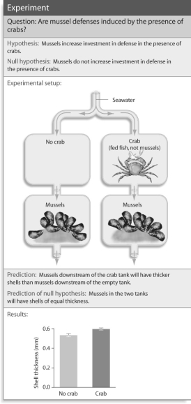 Figure 53.4   -Based on the figure above,what result would you expect if you replaced the crabs with broken mussel shells? A) the same result as the experiment with crabs B) no difference in shell thickness C) a higher degree of difference than the crab experiment D) impossible to hypothesize