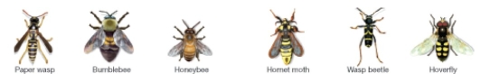Figure 53.5   -In the figure above,the labeled groups,which group is displaying Batesian mimicry? A) group A B) group B C) both groups A and B D) none of the above groups