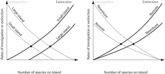 Figure 53.11   -Which of the following statements regarding the figure above is true? A) Immigration rates are higher on smaller islands. B) Extinction rates are highest on large islands close to the mainland. C) Species richness should be higher on larger islands close to mainland. D) Species diversity should be highest on larger islands away from mainland.