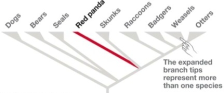    Figure 55.1 Dogs ~43 Bears ~19 Seals ~36 Red Panda ~1 Skunks ~13 Raccoons ~15 Badgers ~10 Weasels ~38 Otters ~8 -Approximately how many species have we described out of the species alive today? A) We have described about half of the species on Earth. B) We have described almost all of the species on Earth. C) Apart from the tropics,we have described almost all the species on Earth. D) We have described only a small fraction of the species on Earth.