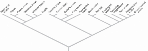 Figure 55.2   -Based on how you would go about measuring biodiversity,which of the following is true? A) Bacteria are among the easiest to count regarding numbers of different species. B) Species in the tropics are much easier to study than species in other biomes. C) The easiest animals to study are the insects. D) The most intensively studied lineages are vertebrates.