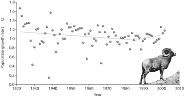 Figure 55.5   -According to the figure above,what is occurring after 1985? A) The population is increasing exponentially. B) The population is increasing. C) The population growth rate is increasing. D) The sheep are climbing a hill.