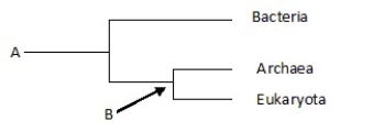 The phylogenetic tree below _____.   A) depicts the three major domains of life B) includes unicellular but not multicellular life C) includes unicellular and some forms of multicellular life,but not complex animals and plants D) includes noncellular life-forms