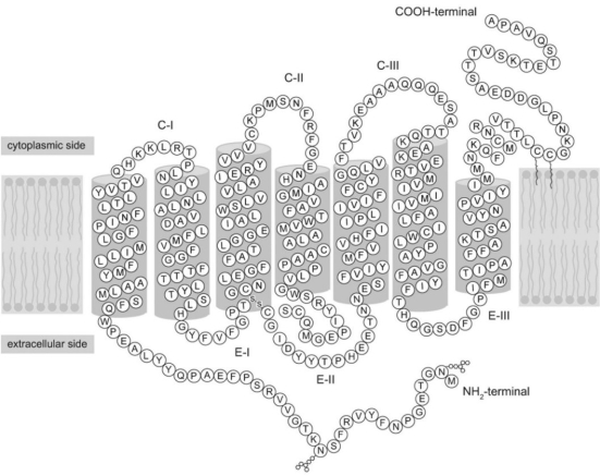 Refer to the following paragraph and Figure 3.1 to answer the following questions.     Figure 3.1 Since structure correlates so well with function,biochemists are constantly looking for new ways to probe the complex structure of proteins in order to understand what they do and how they do it.One of the most powerful techniques in existence today is X-ray crystallography.The main difficulty with this technique is getting the protein to crystallize.Once crystallized,the protein is bombarded with X-rays to create a pattern that can be analyzed mathematically to determine the three-dimensional structure of the protein.This analysis has been performed by Krzysztof Palczewski on the protein rhodopsin,which is a light-sensitive protein found in species ranging from ancient bacteria (archaea) to humans.The structure (schematically shown above,where each letter represents an amino acid) is characterized by a single polypeptide chain with several α-helical segments that loop back and forth across the cell membrane.Another notable feature is the disulfide bond (-S-S-) that can be seen at the bottom of the third transmembrane segment.[Figure adapted from K.Palczewski et al. ,Science 289 (2000) : 739.] -How many times does the protein in Figure 3.1 cross the cell membrane? A) 1 B) 3 C) 4 D) 7