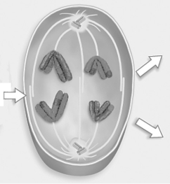    Figure 12.3 -In Figure 12.3,what major event is taking place during this phase of meiosis? A) anaphase II B) anaphase C) homologues separate D) separation of sister chromatids