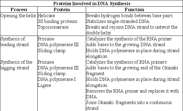 What can you infer from the information presented in this table?   A) DNA polymerase I and DNA polymerase III are the same enzyme found in different organisms. B) DNA polymerase I and DNA polymerase III have different functions. C) The sliding clamp molecule is a ribozyme. D) Topoisomerase is involved in proofreading activity.