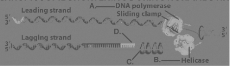    Figure 14.3 -Refer to Figure 14.3.Which of the structures in the figure breaks hydrogen bonds between complementary bases?