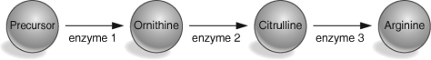      -According to the table and figure above,which enzyme is defective in the strain with the arg2 mutation? A) the enzyme that converts the precursor to ornithine B) the enzyme that converts ornithine to citrulline C) the enzyme that converts citrulline to arginine D) the enzyme that converts the precursor to citrulline