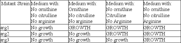       -According to the table and figure above,which enzyme is defective in the strain with the arg2 mutation? A) the enzyme that converts the precursor to ornithine B) the enzyme that converts ornithine to citrulline C) the enzyme that converts citrulline to arginine D) the enzyme that converts the precursor to citrulline