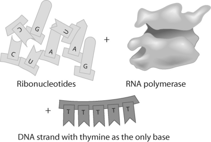   -Given the DNA template shown above,which of the following bases would you find in a complementary RNA strand and where would they be synthesized? A) A-A-A-A-A;nucleus B) U-U-U-U-U;nucleus C) A-A-A-A-A;ribosome D) U-U-U-U-U;ribosome