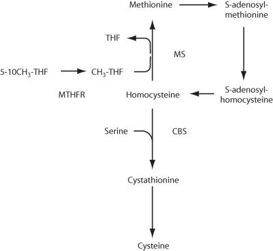 Figure 15.4.    -Refer to Figure 15.4.Homocystinuria is a genetic disorder that results from a defect in one of the enzymes of the metabolic pathway shown.The gene for which enzyme/molecule is most likely defective? A) methylenetetrahydrofolate reductase B) methionine synthase C) tetrahydrofolate reductase D) cystathione beta synthase