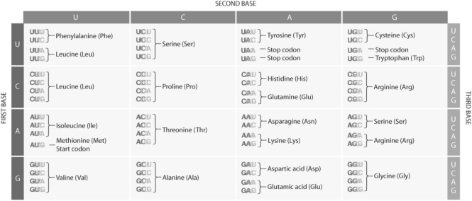 Figure 15.5. Use the figure to answer the following question(s) .    -Refer to Figure 15.5.If you had a mRNA for which the codons were read beginning from the start codon,which amino acids would be added (in order) ? UCUGAUGGGCUUU… A) serine,aspartic acid,glycine,leucine B) methionine,glycine,phenylalanine C) methionine,valine,glycine,phenylalanine D) threonine,methionine,glycine