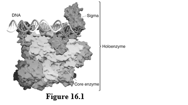 Figure 16.1    -The enzyme complex associated with DNA in the figure is _____. A) helicase B) DNA polymerase C) RNA polymerase D) topoisomerase